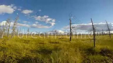 西伯利亚泰加的<strong>延时摄影</strong>，云层飞过沼泽